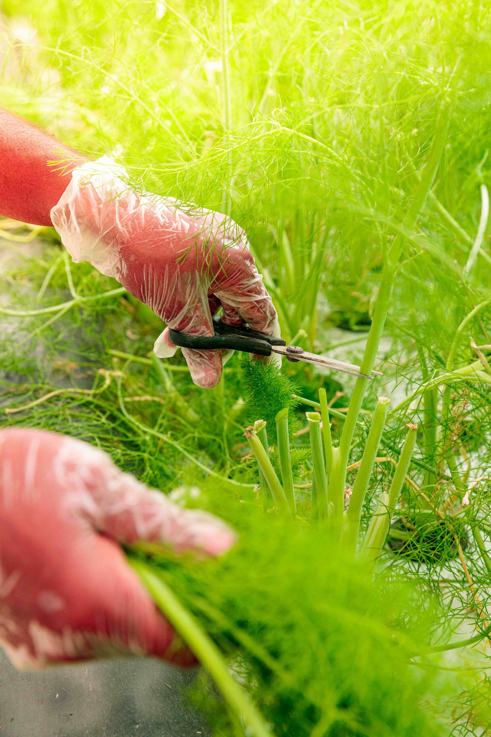 hand cutting grass