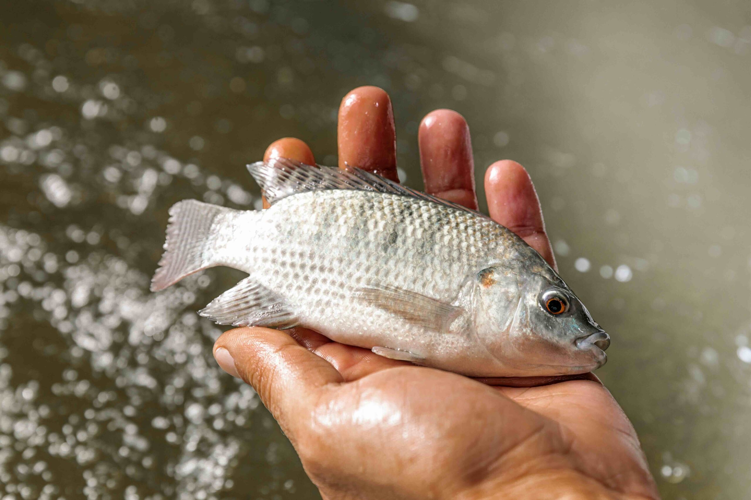 hand holding a fish